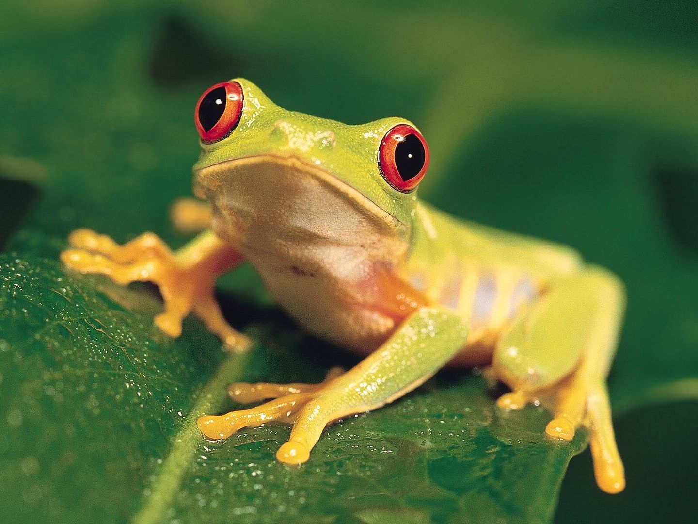 ColorfulRed-EyedTreeFrog.jpg