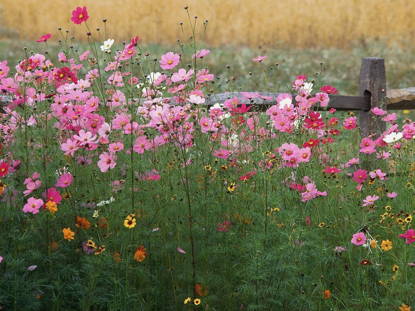 ColorfulWildflowers.jpg