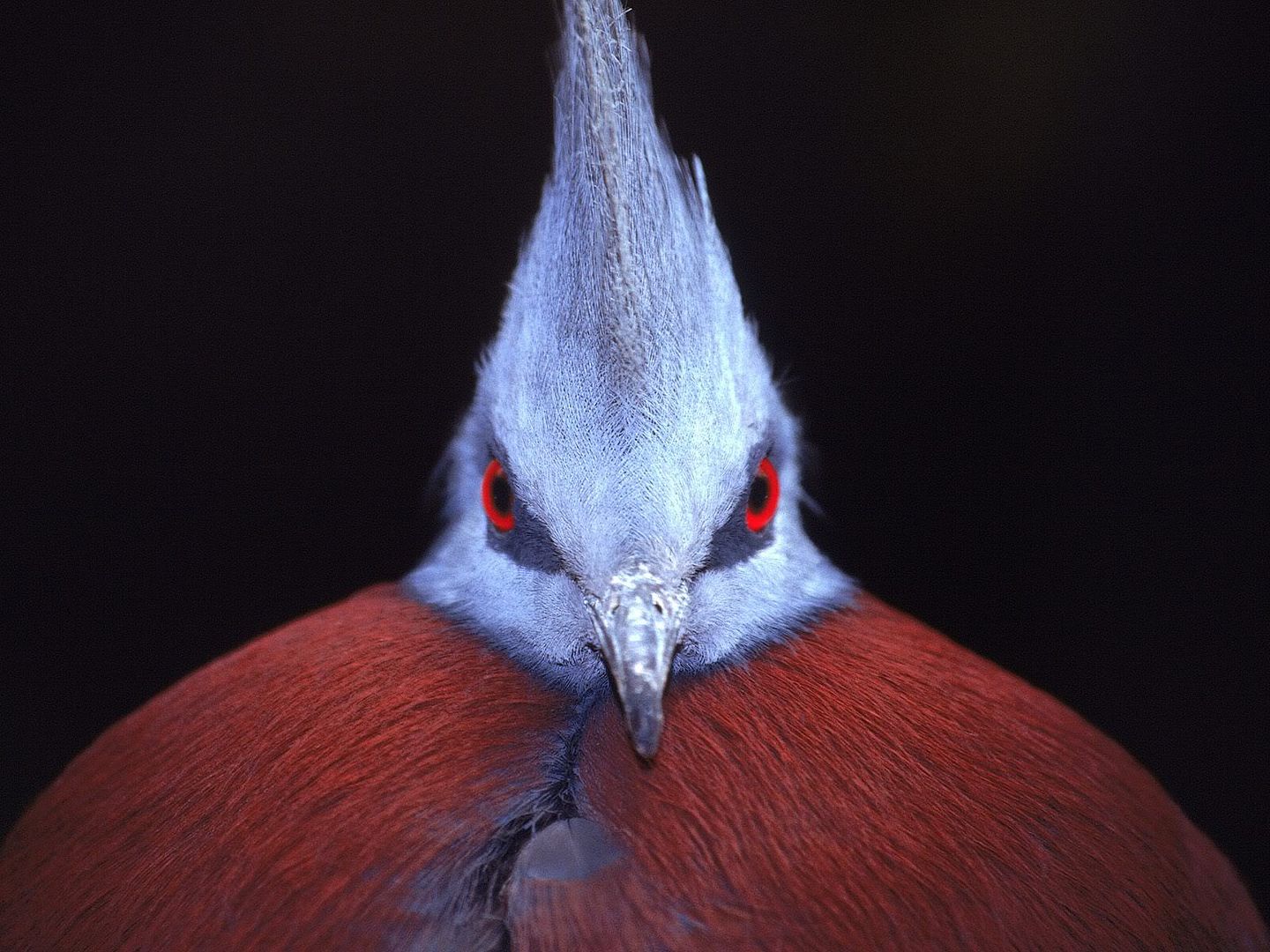 CrownedPigeon.jpg