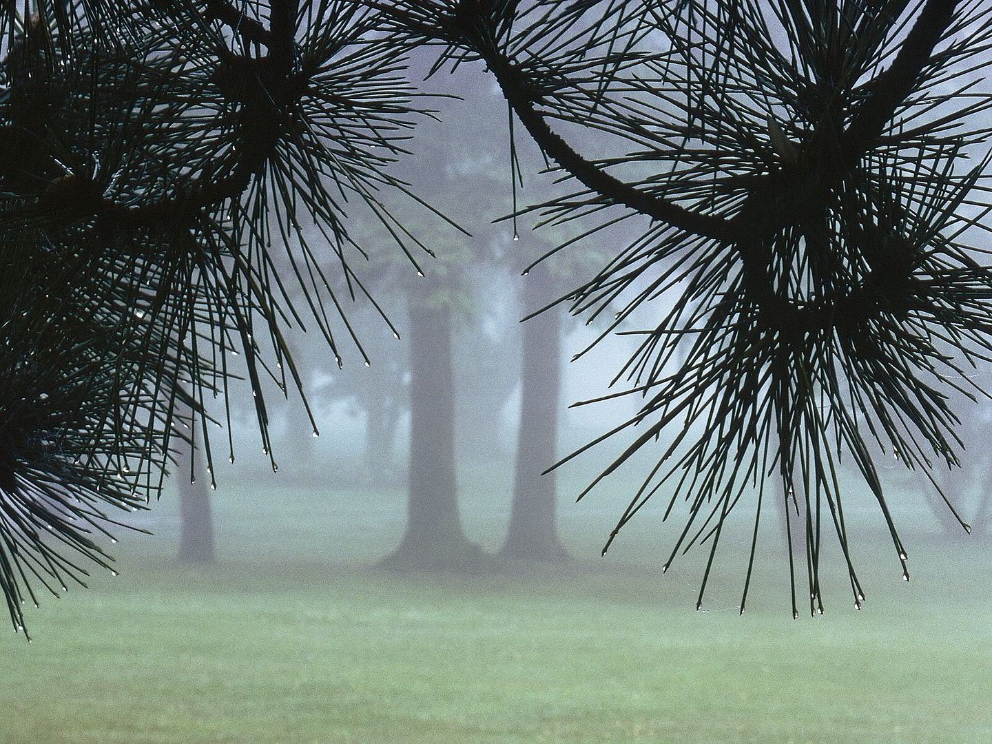 EvergreensinMorningFog.jpg