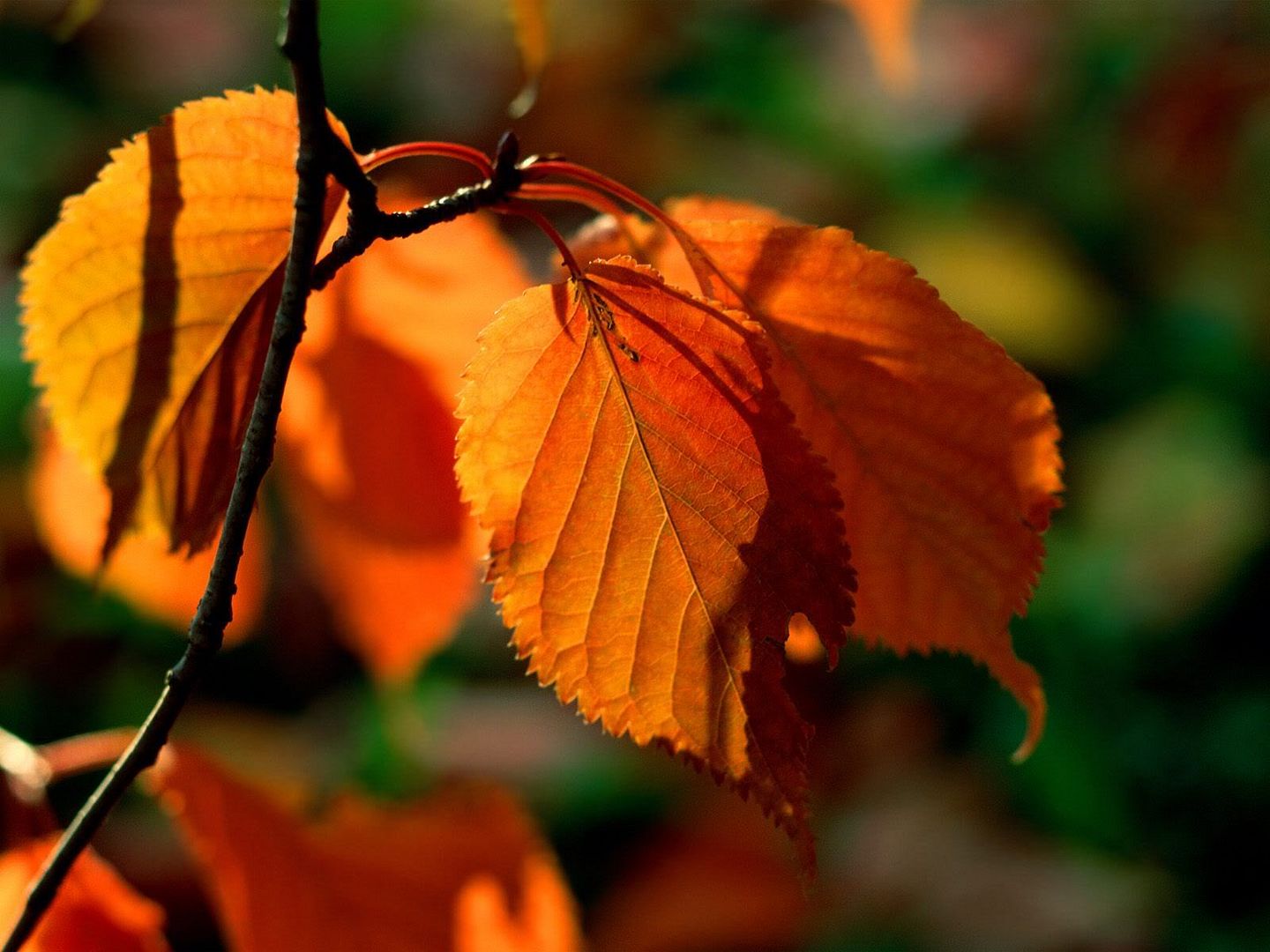 FallLeaves.jpg
