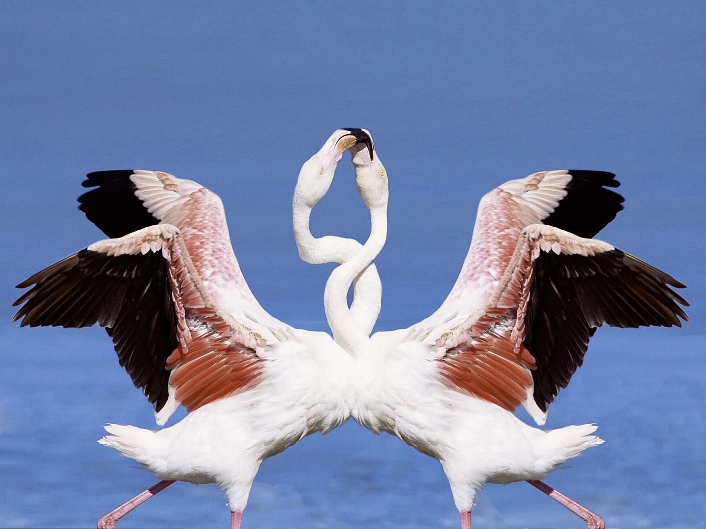 Flamingos.jpg
