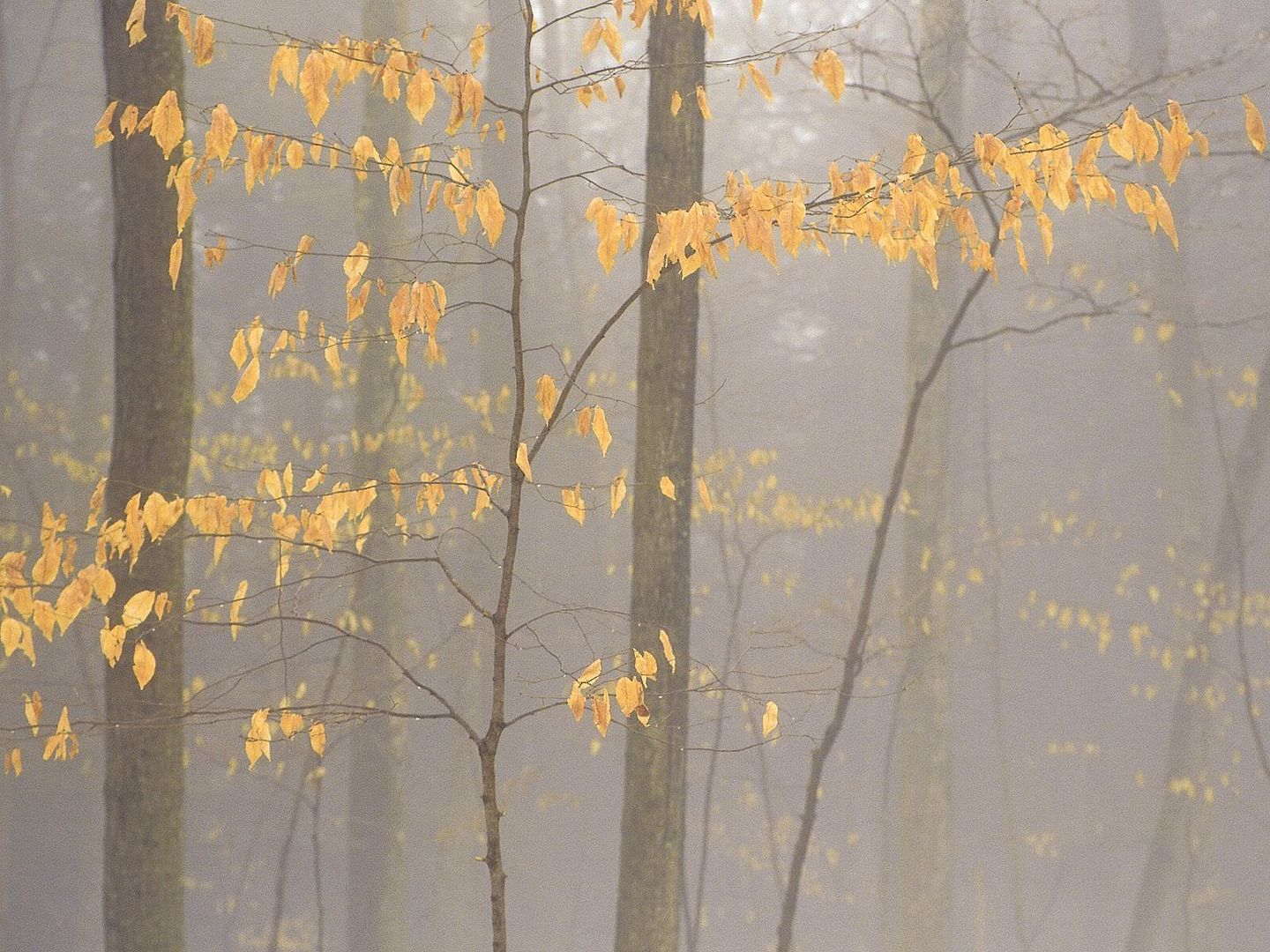 FoggyForest.jpg