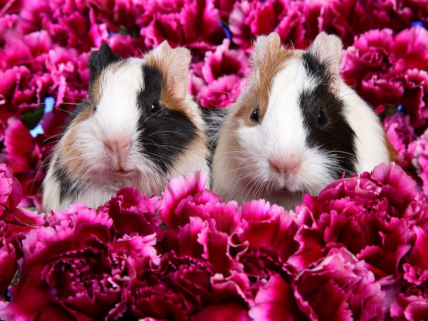 GuineaPigs.jpg