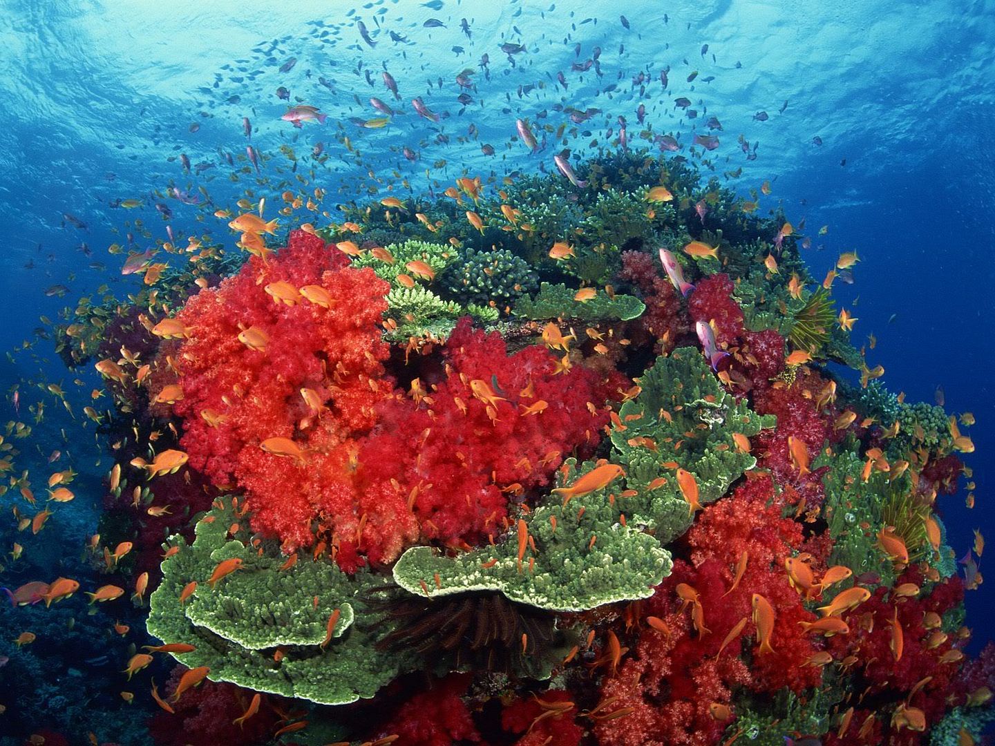 HardandSoftCoralsSouthPacific.jpg