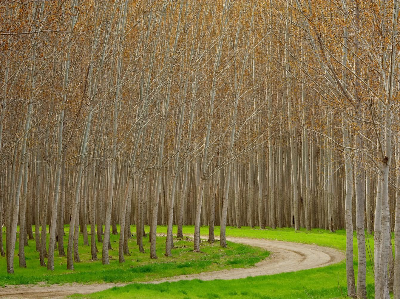 HybridPoplarTreesBoardmanOregon.jpg