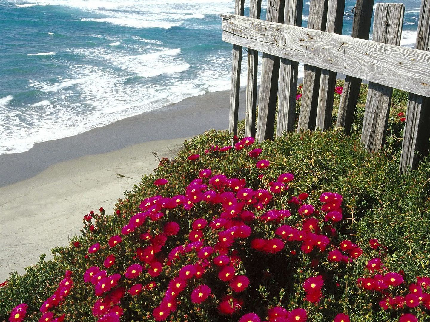IcePlantCentralCoastCalifornia.jpg