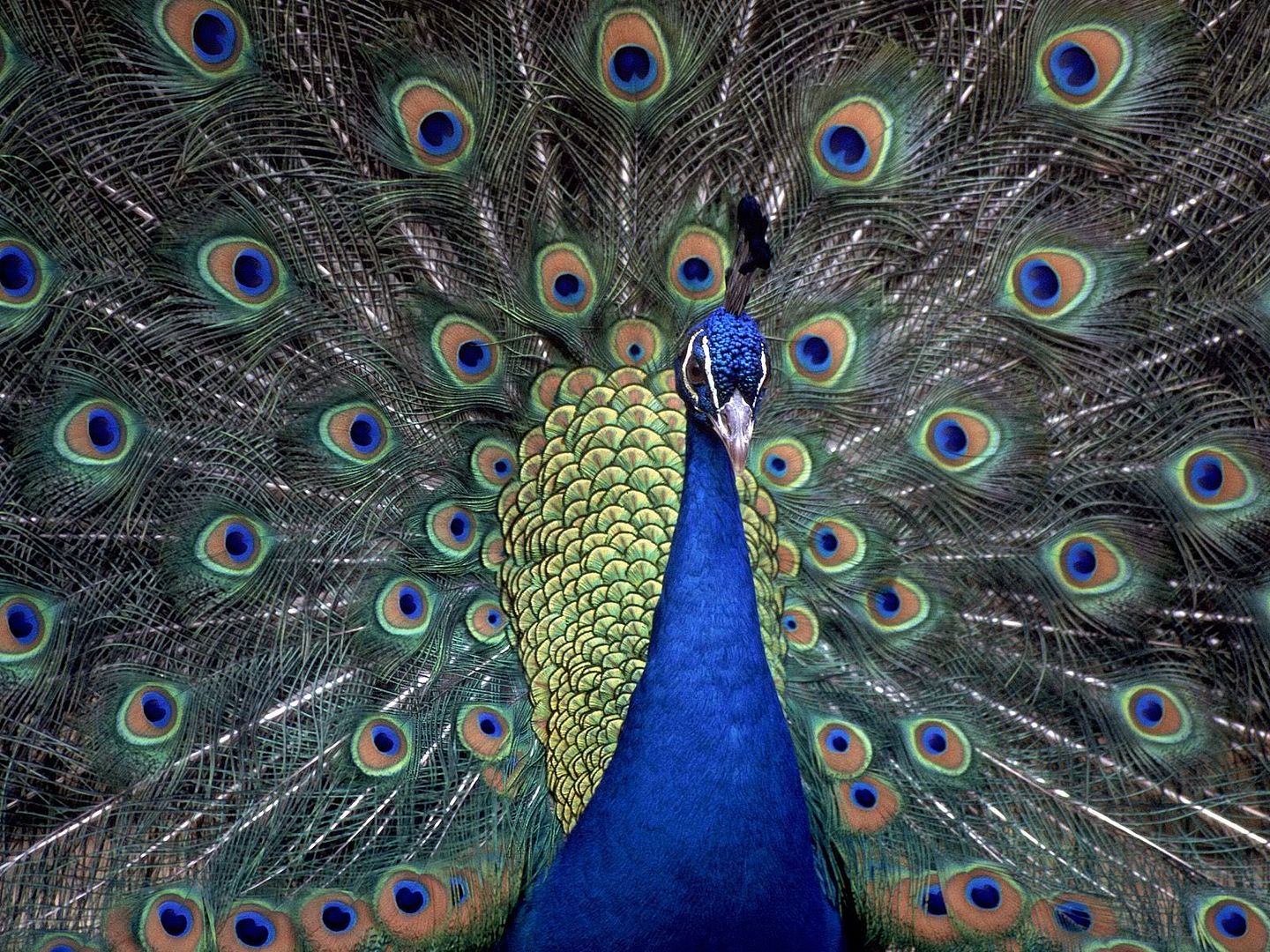 IndianBluePeacock.jpg