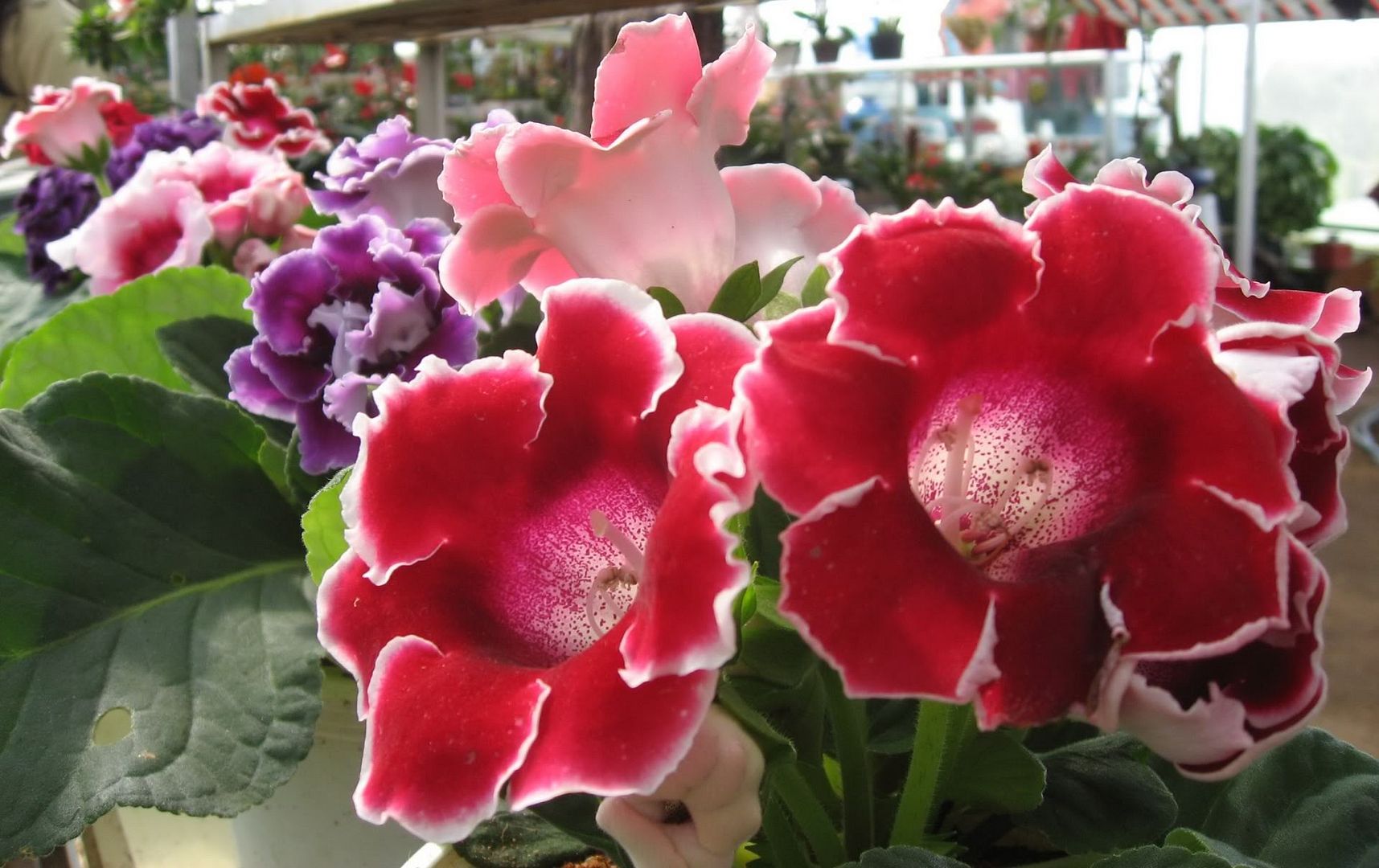 Japan_Rose_1920x1440.jpg