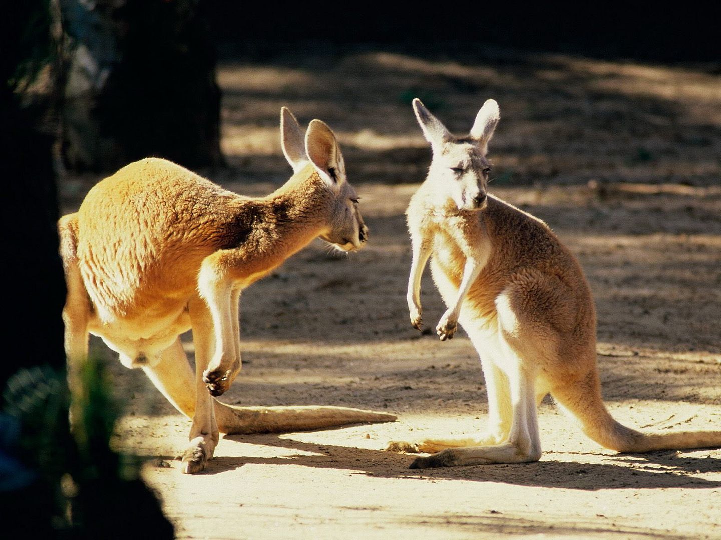 Kangaroo_talk_1600x1200.jpg