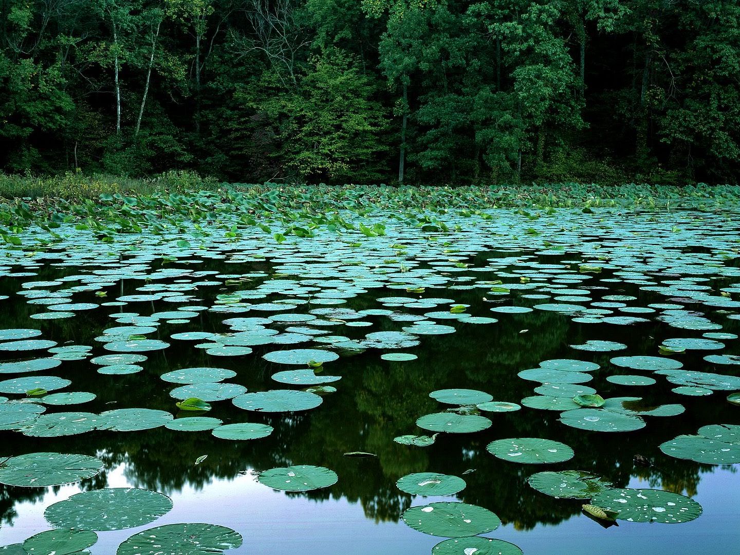 LakeMurphysboroStateParkIllinois.jpg