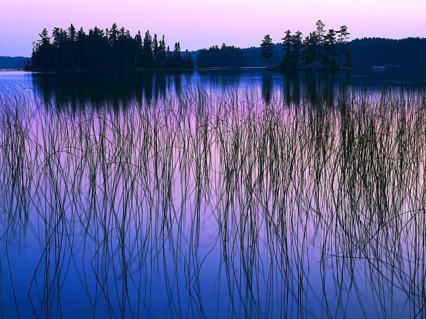 LakeshoreGrassesatDawnCanada.jpg