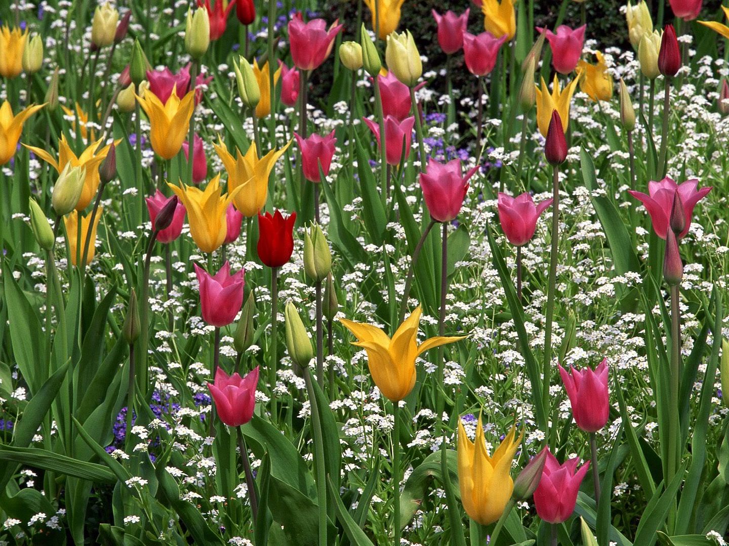 LilyTulipsAmongWhiteCornflowersButc.jpg