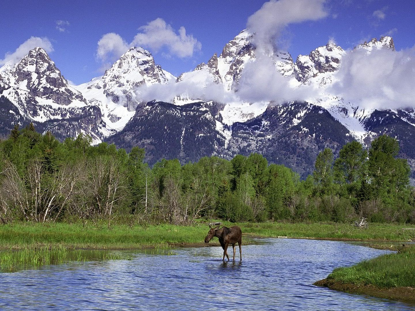 MooseWadinginaRiverGrandTetonNation.jpg