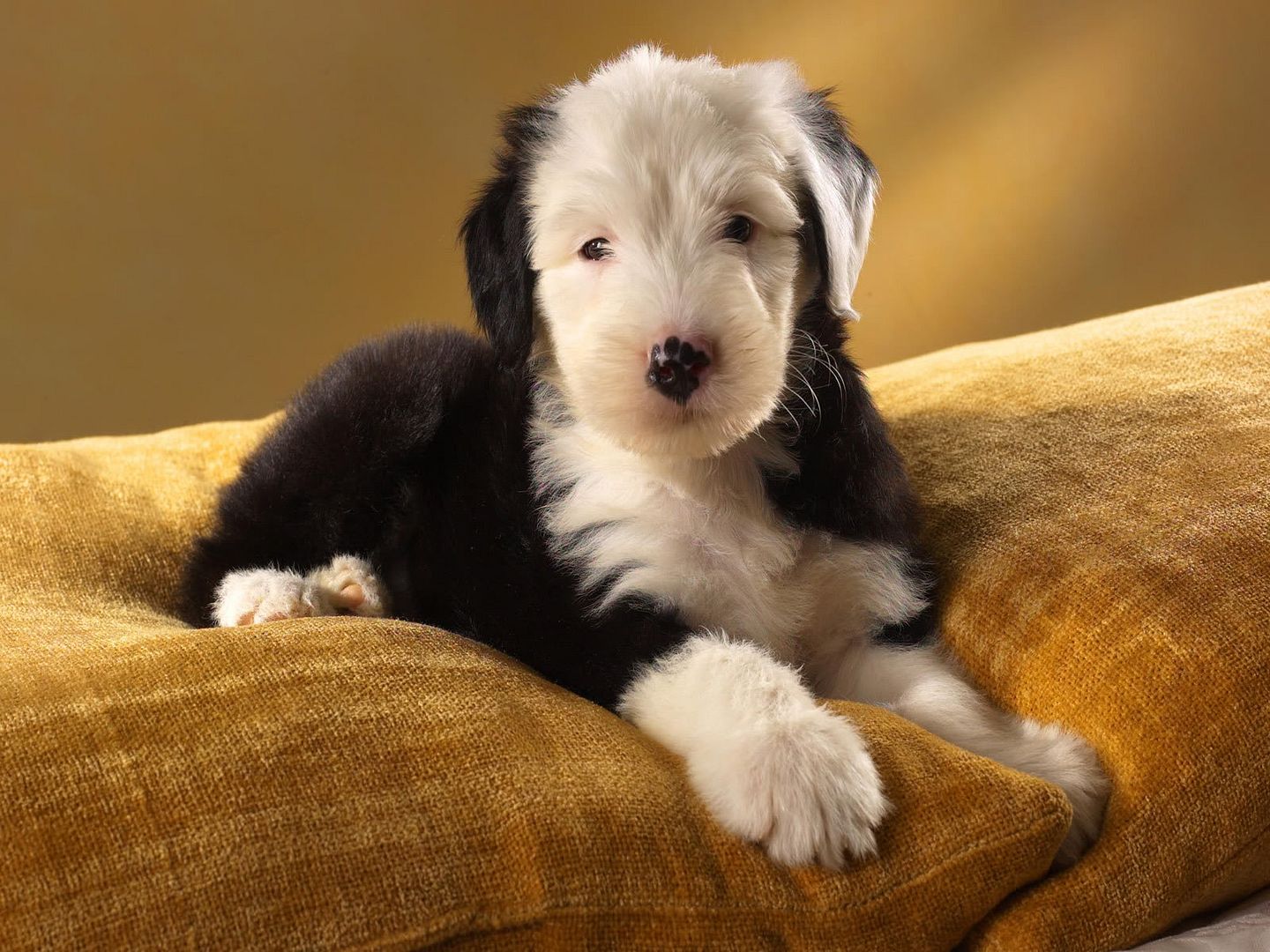 OldEnglishSheepdog.jpg