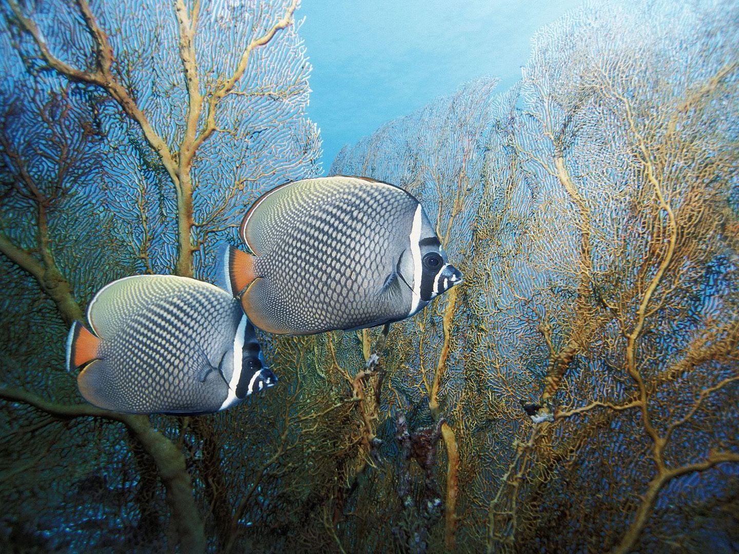 RedtailButterflyfishAndamanSeaThail.jpg
