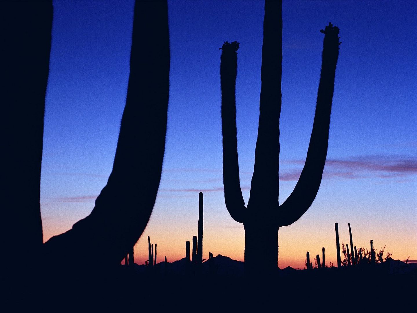 SaguaroatSunset.jpg