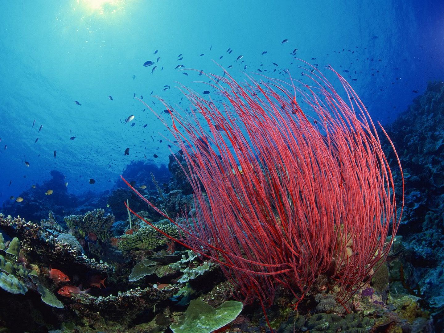 SeaWhipsPacificOcean.jpg