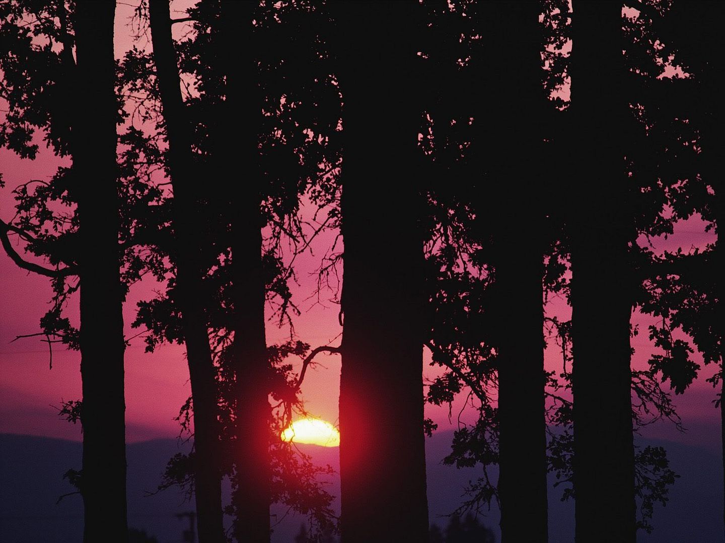 SettingSunThroughtheForestTrees.jpg
