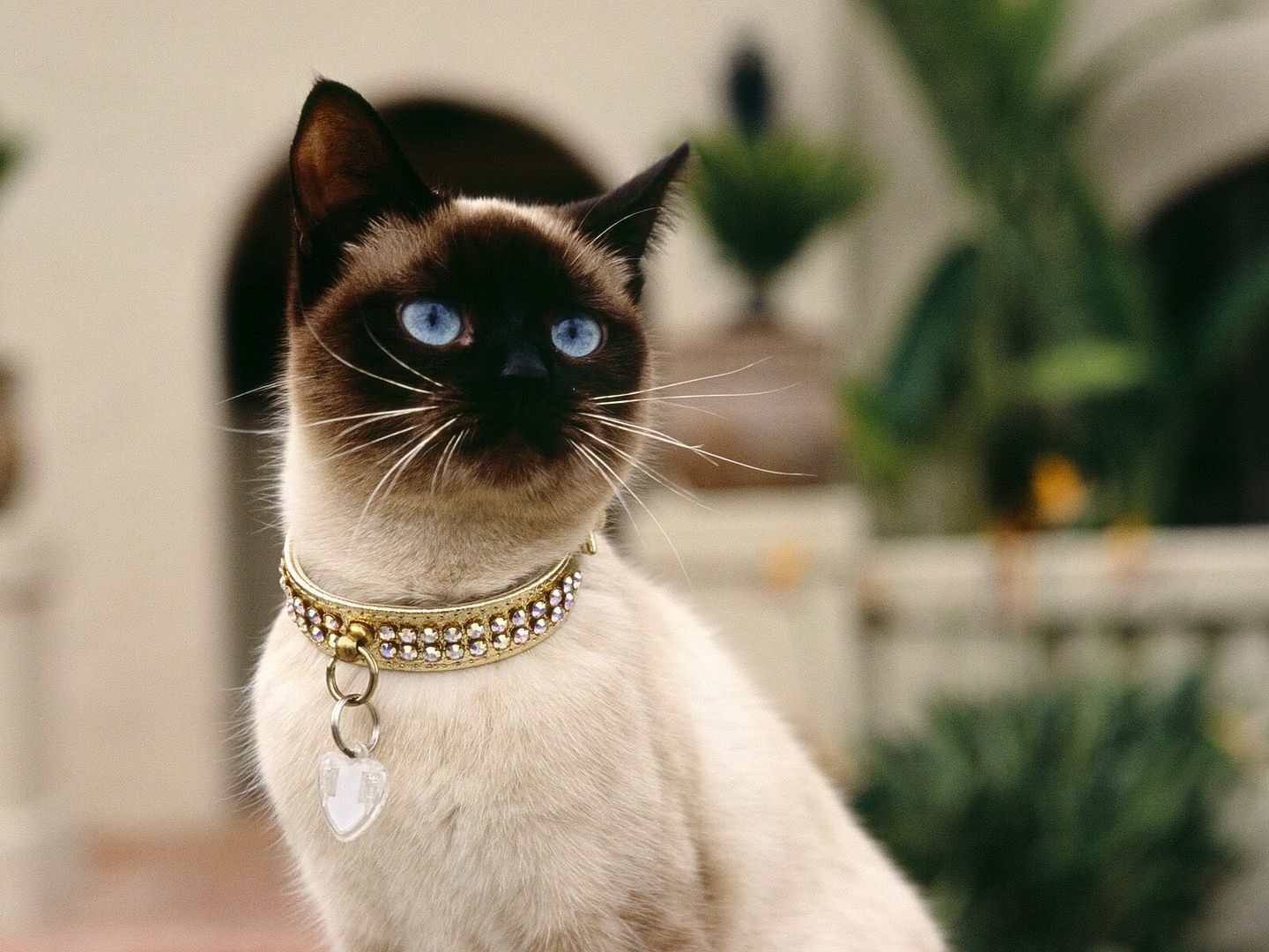 SiameseCat.jpg