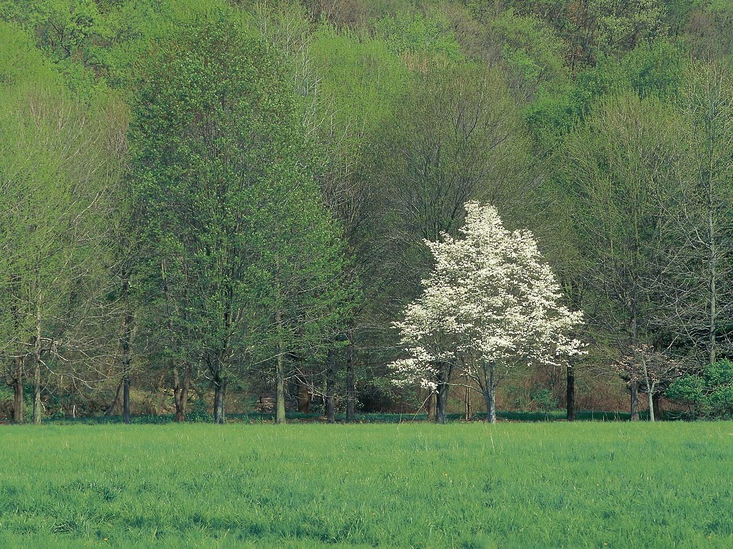 SpringBucksCountyPennsylvania.jpg