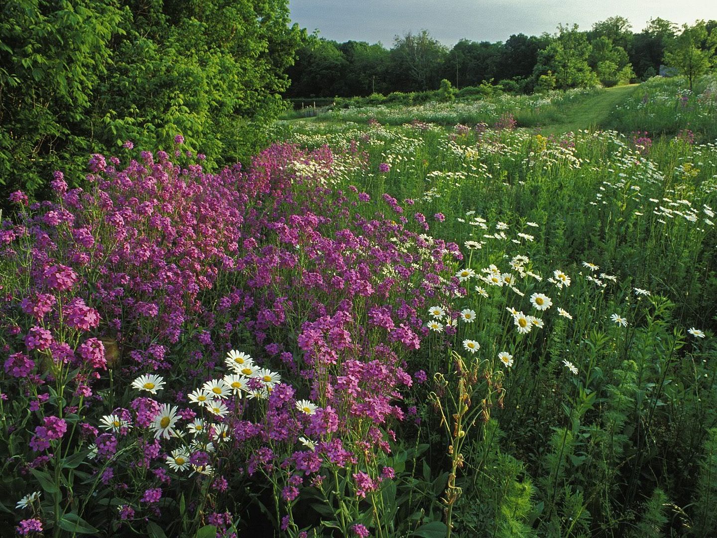 SummerWildflowersKentucky.jpg