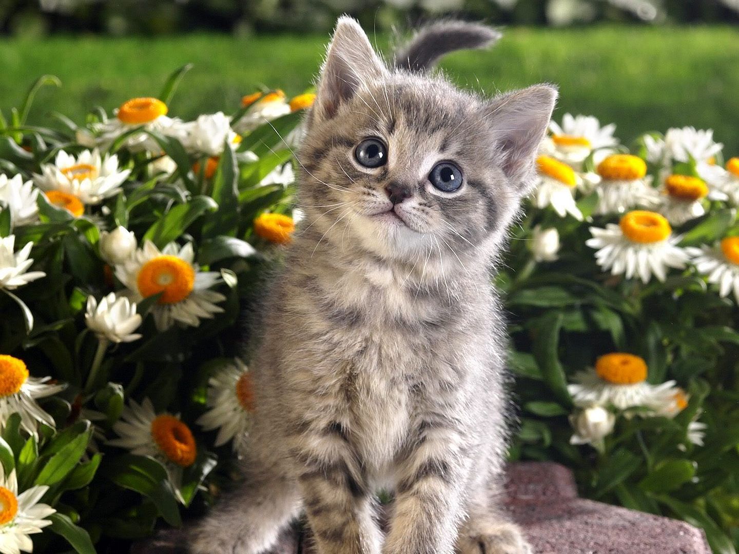 TabbyKittenandSpringFlowers.jpg