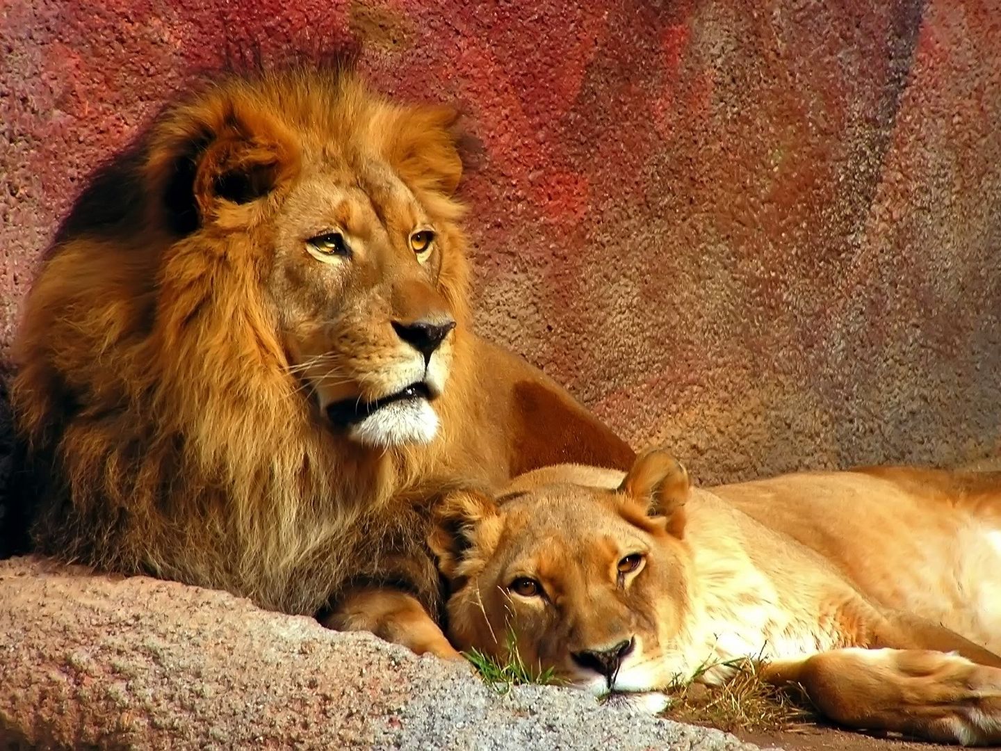 Two_lions_lying_1920x1440.jpg
