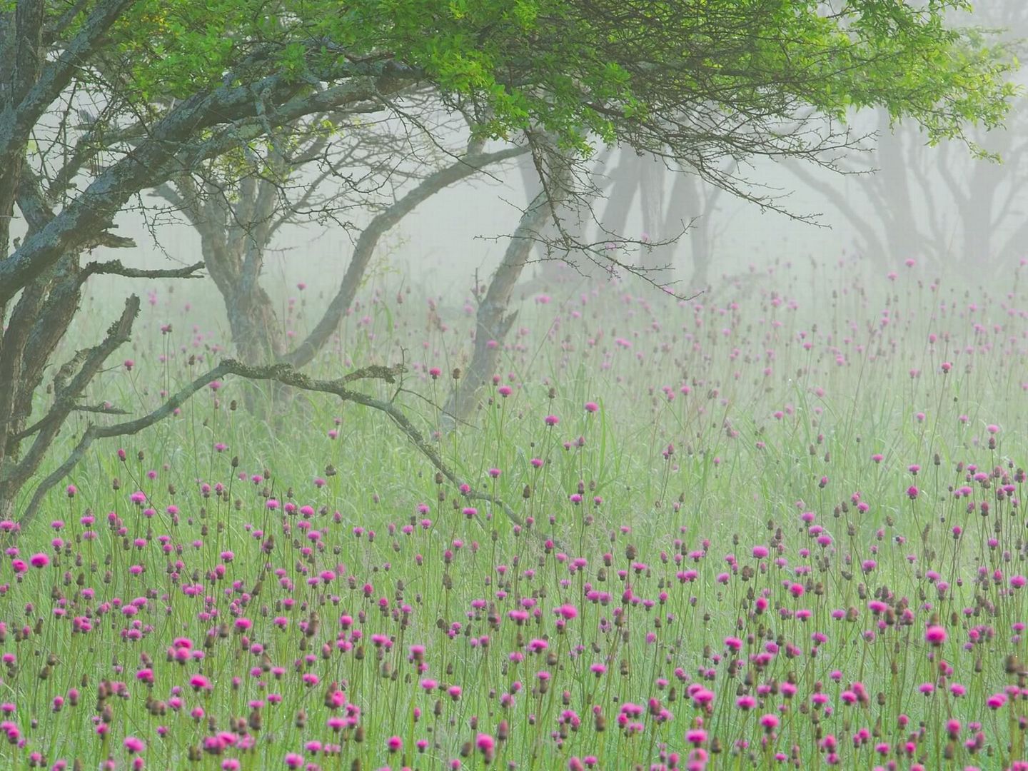 Wispas_Wallpapers_pack_037_-_017.jpg