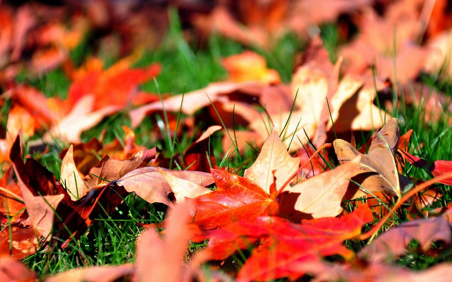 Wispas_Wallpapers_pack_037_-_045.jpg