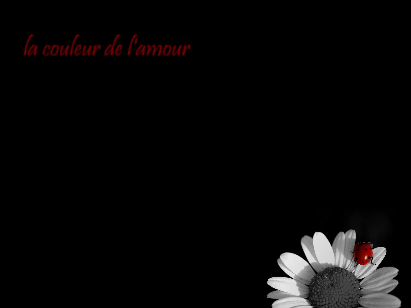 black_00139.jpg