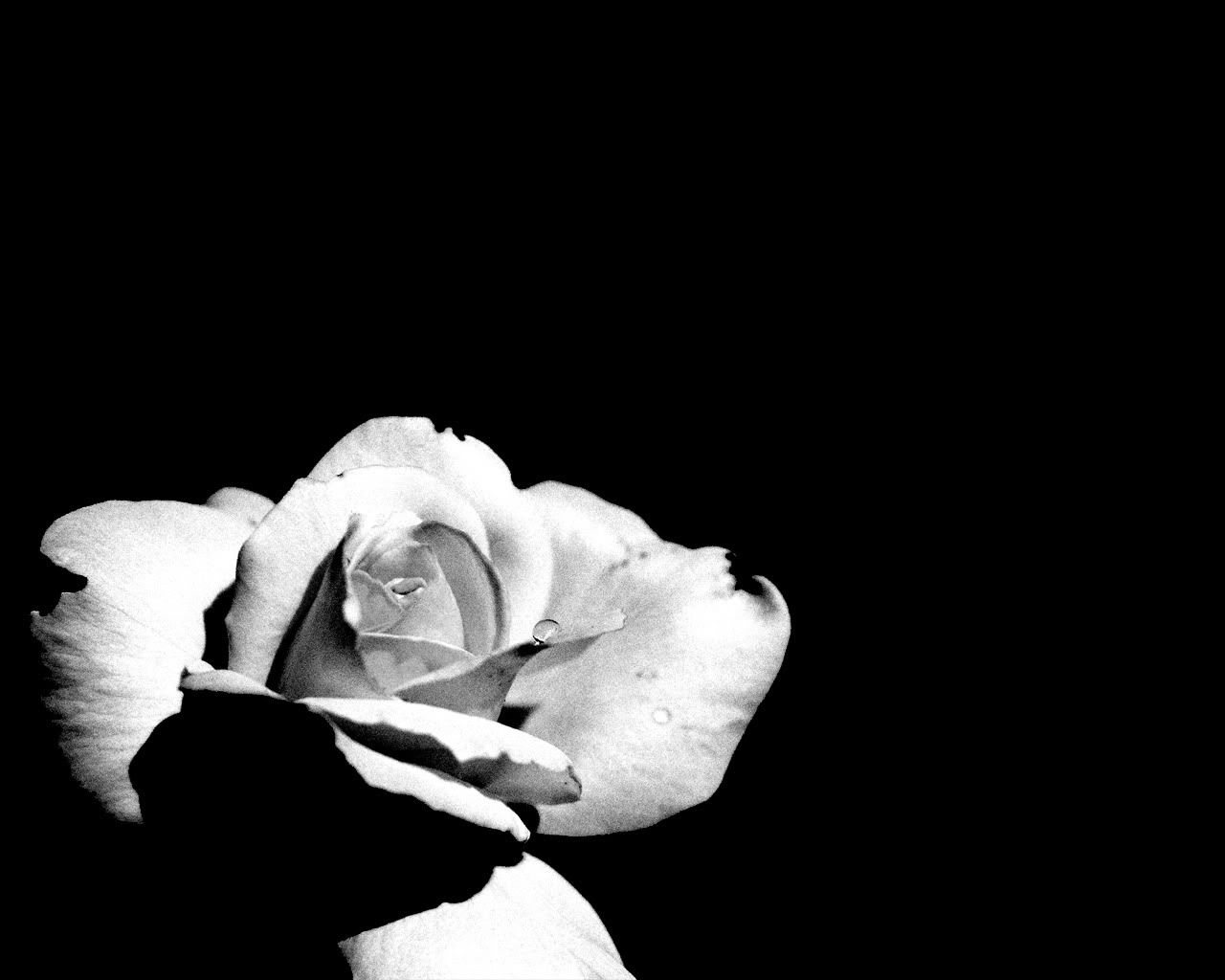 black_0014.jpg
