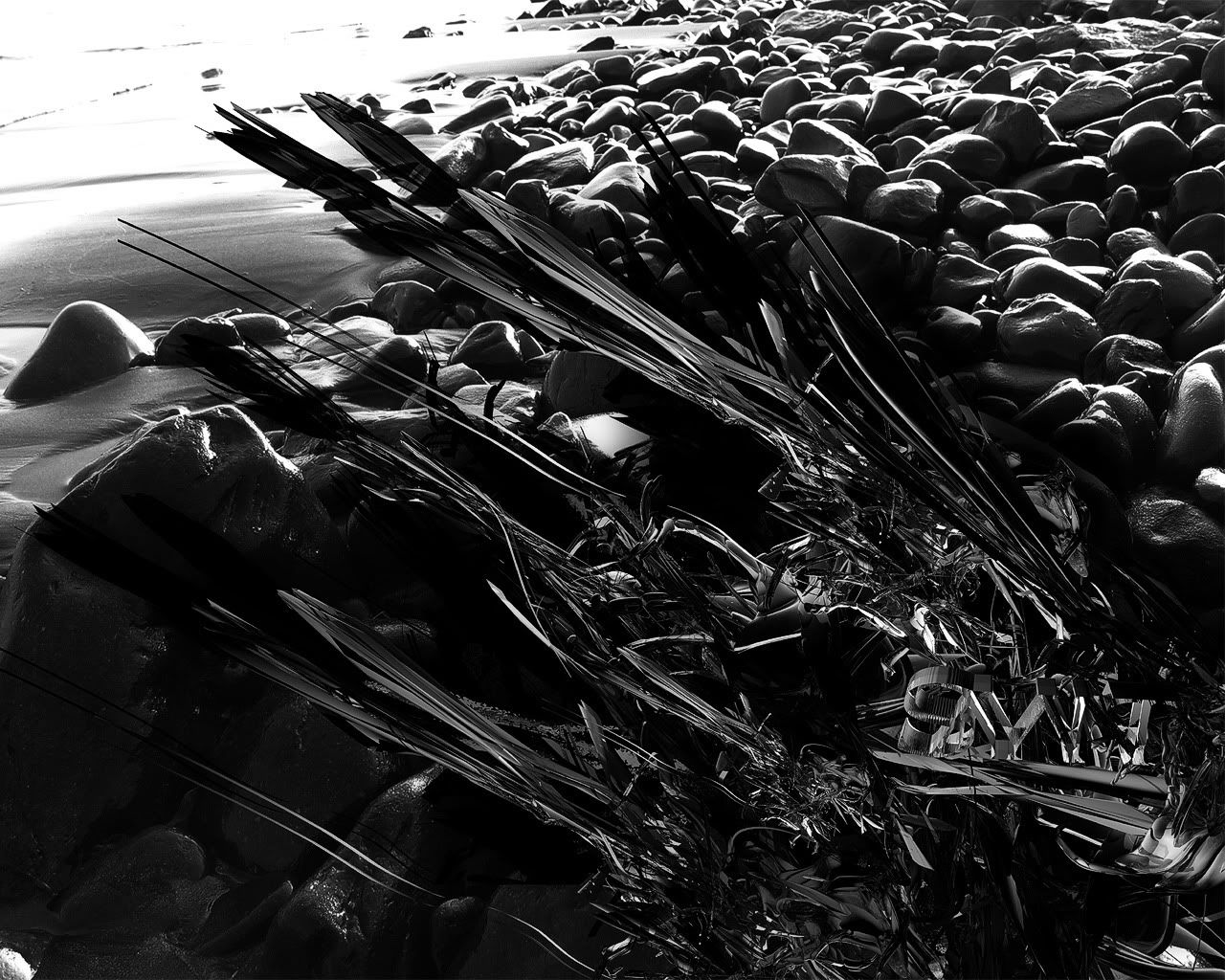 black_00186.jpg