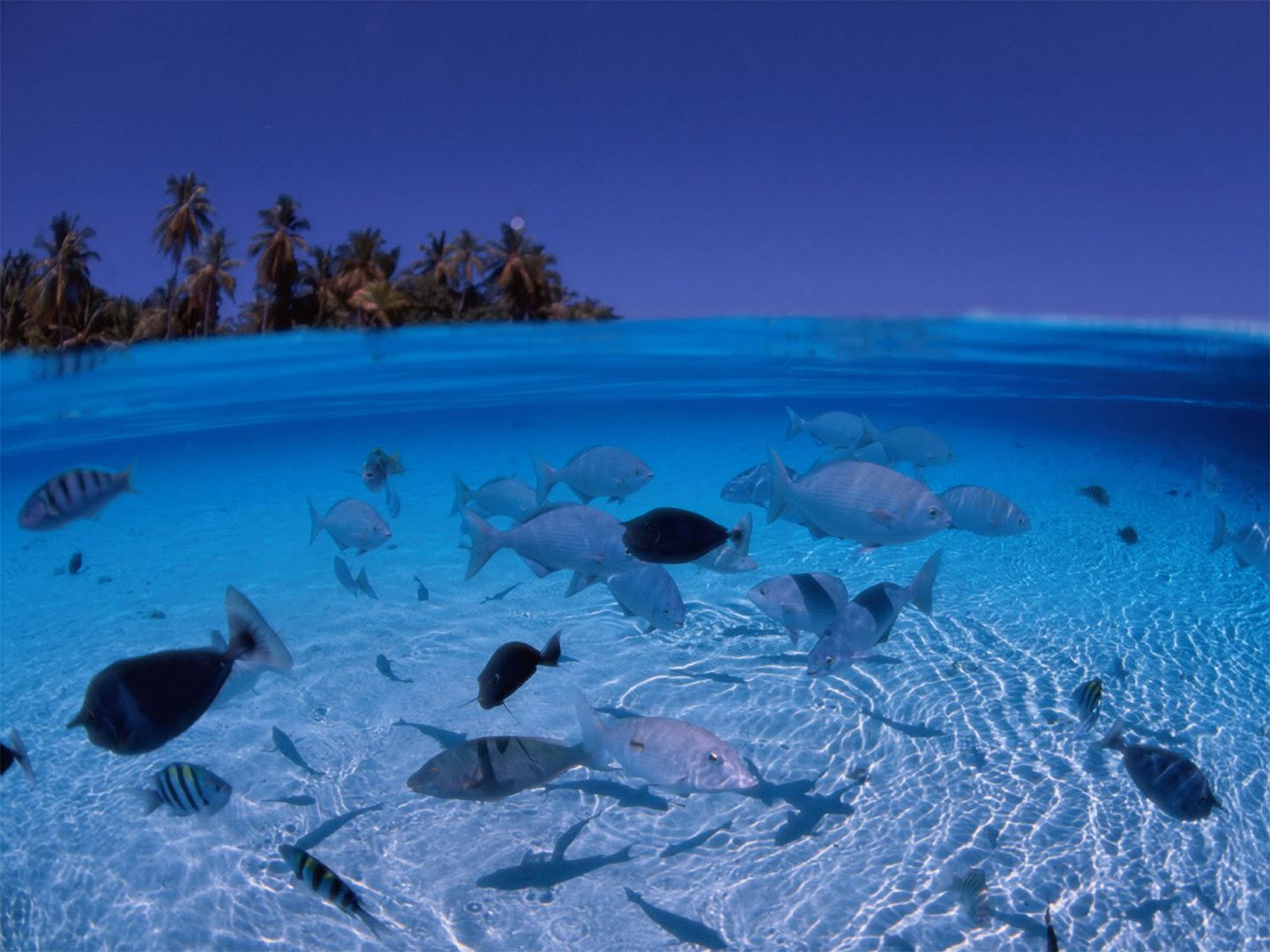 blue_18230.jpg