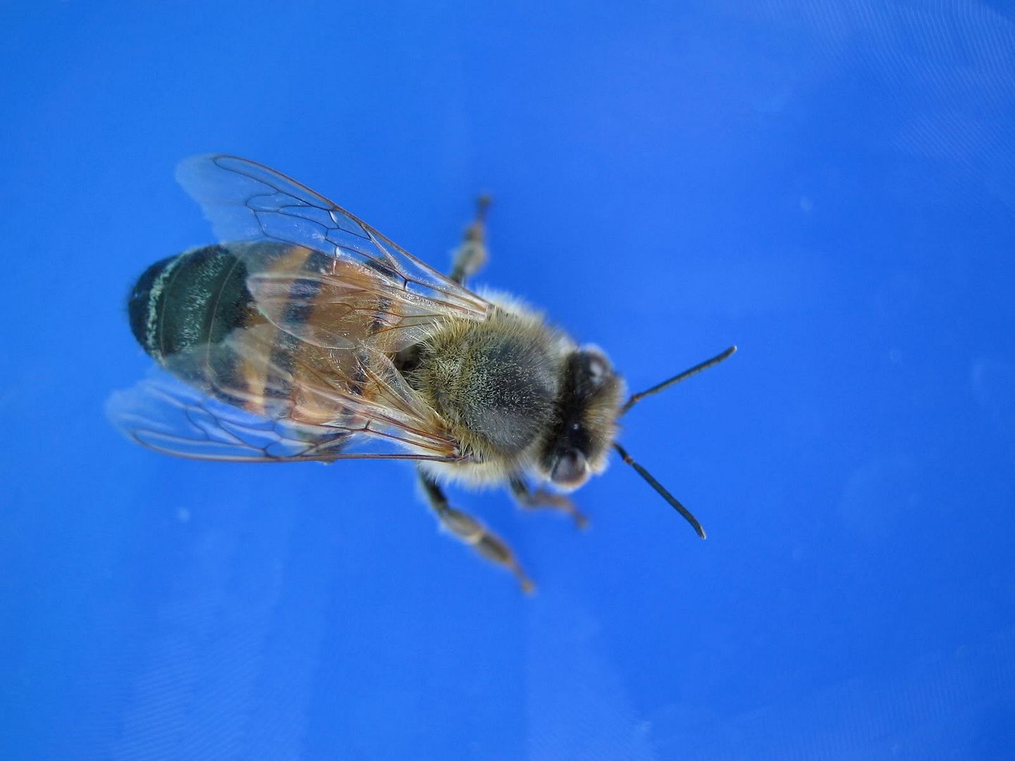 blue_18240.jpg