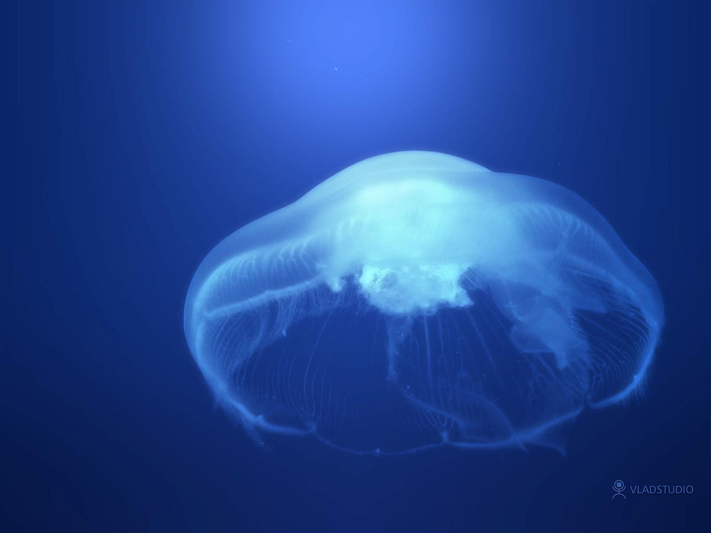 blue_18252.jpg