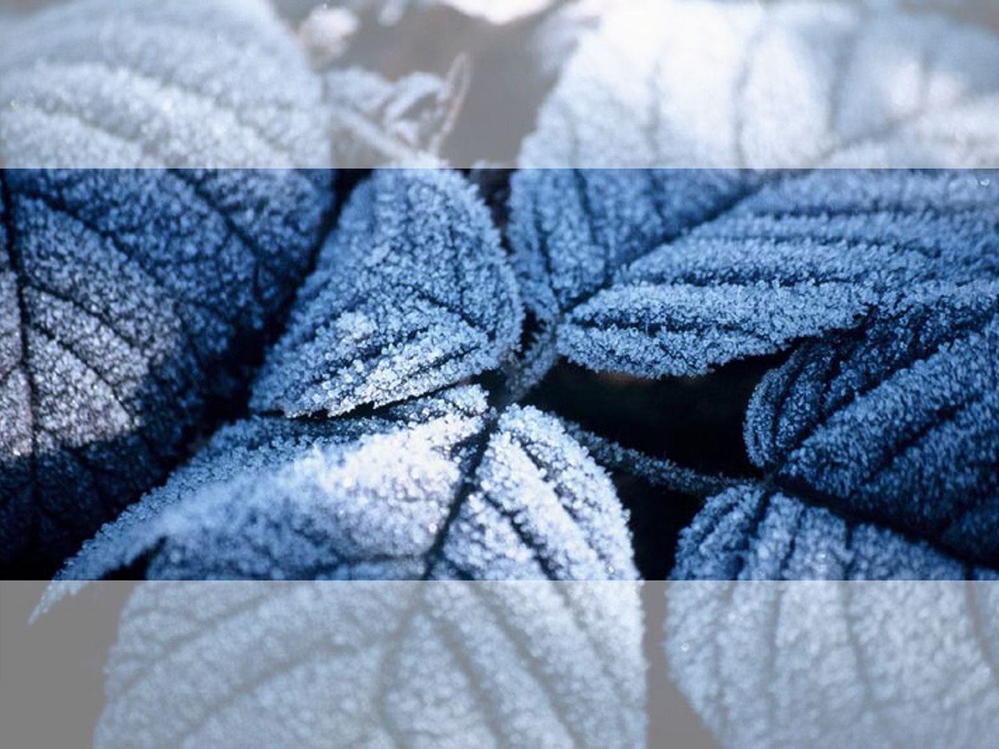 blue_1827.jpg