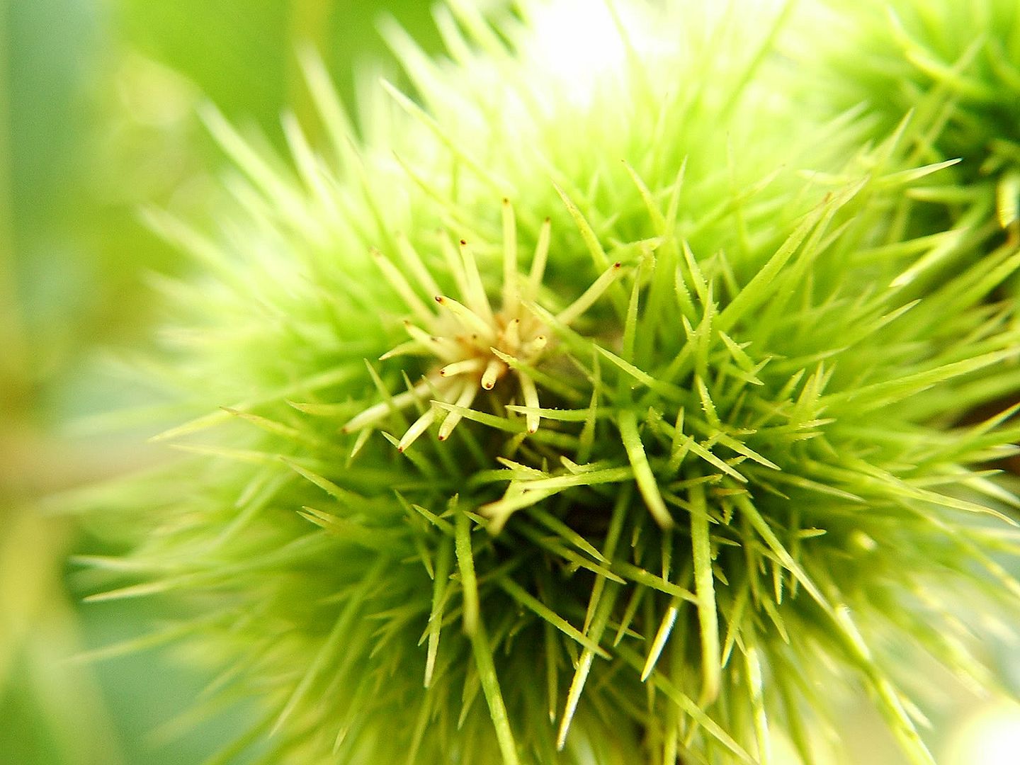green_wallpapers_e34.jpg