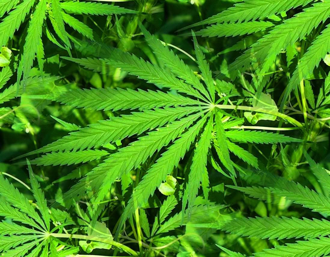 green_wallpapers_e4.jpg