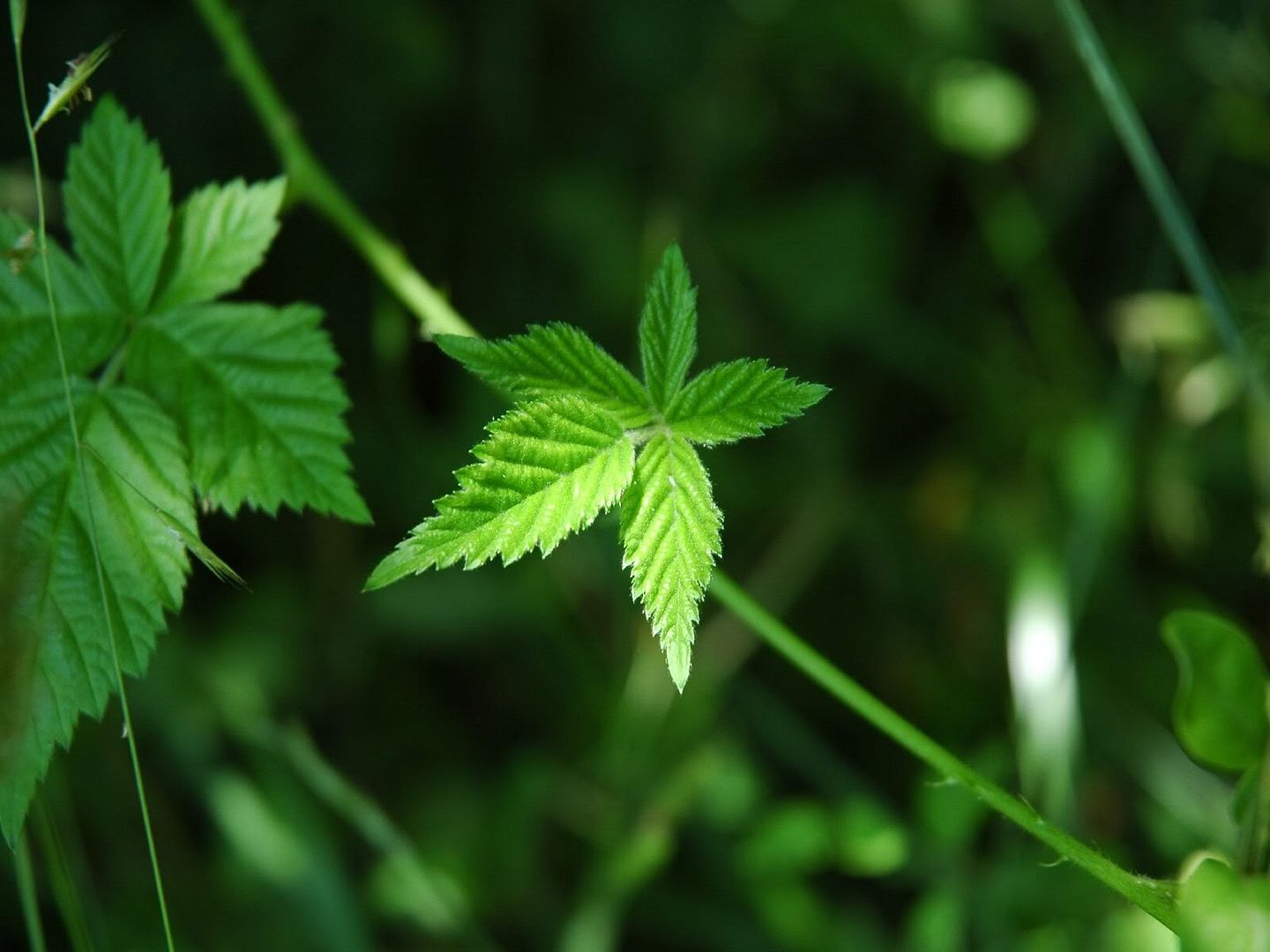 hdwallpapers21.jpg