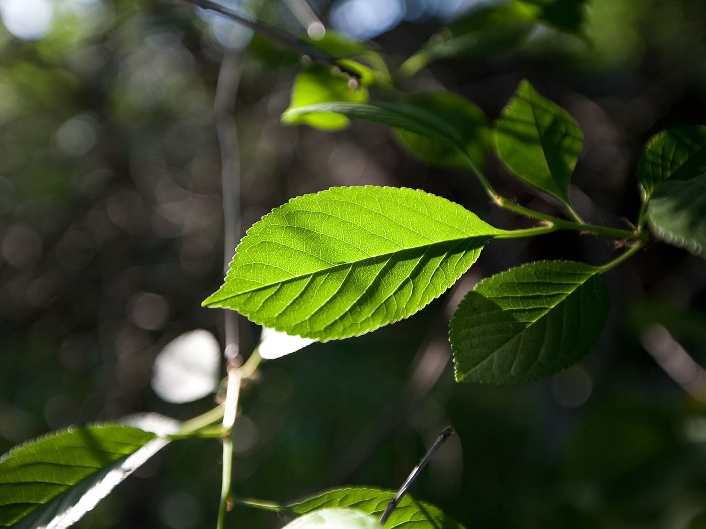 hdwallpapers31.jpg