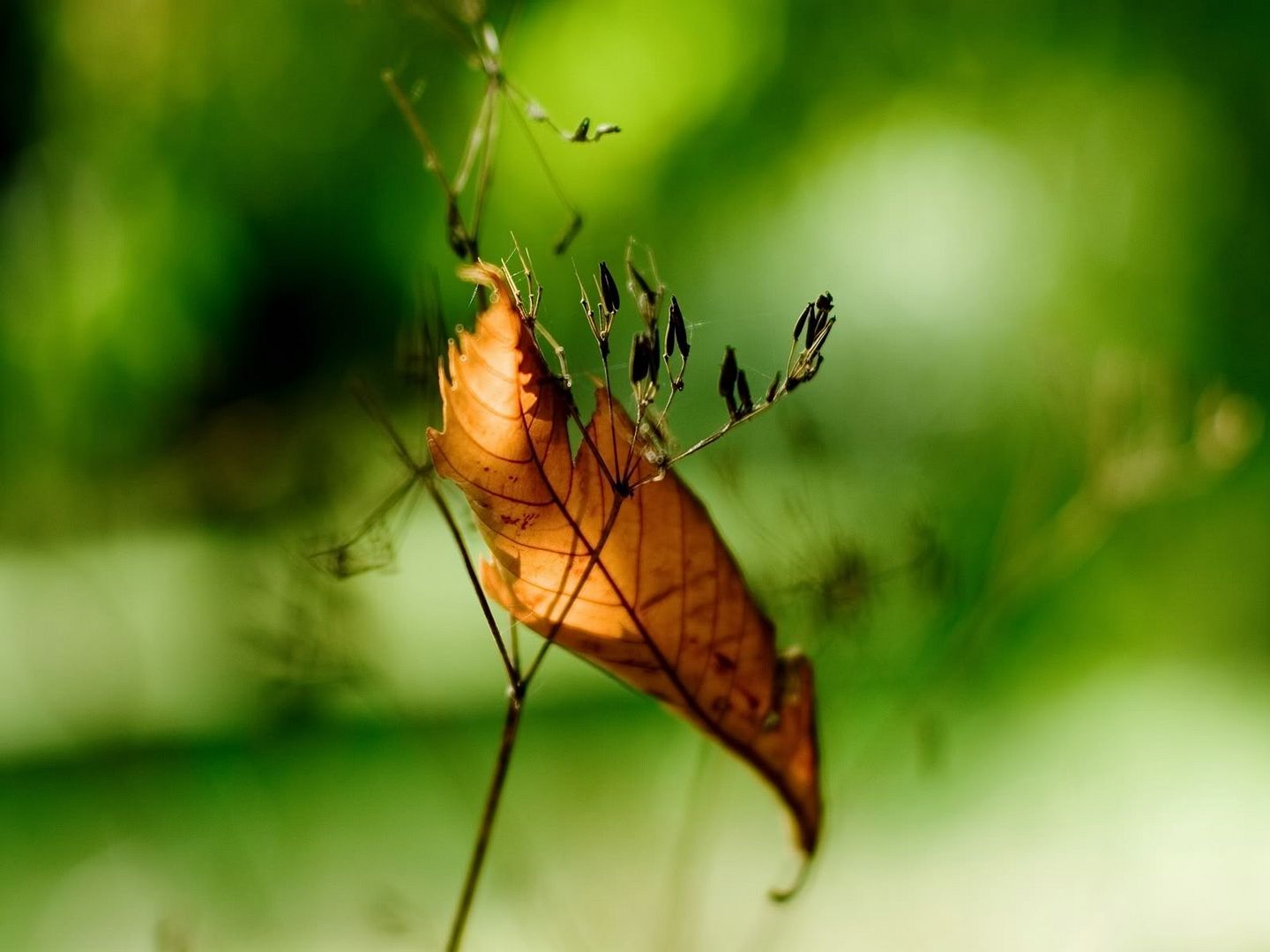hdwallpapers35.jpg