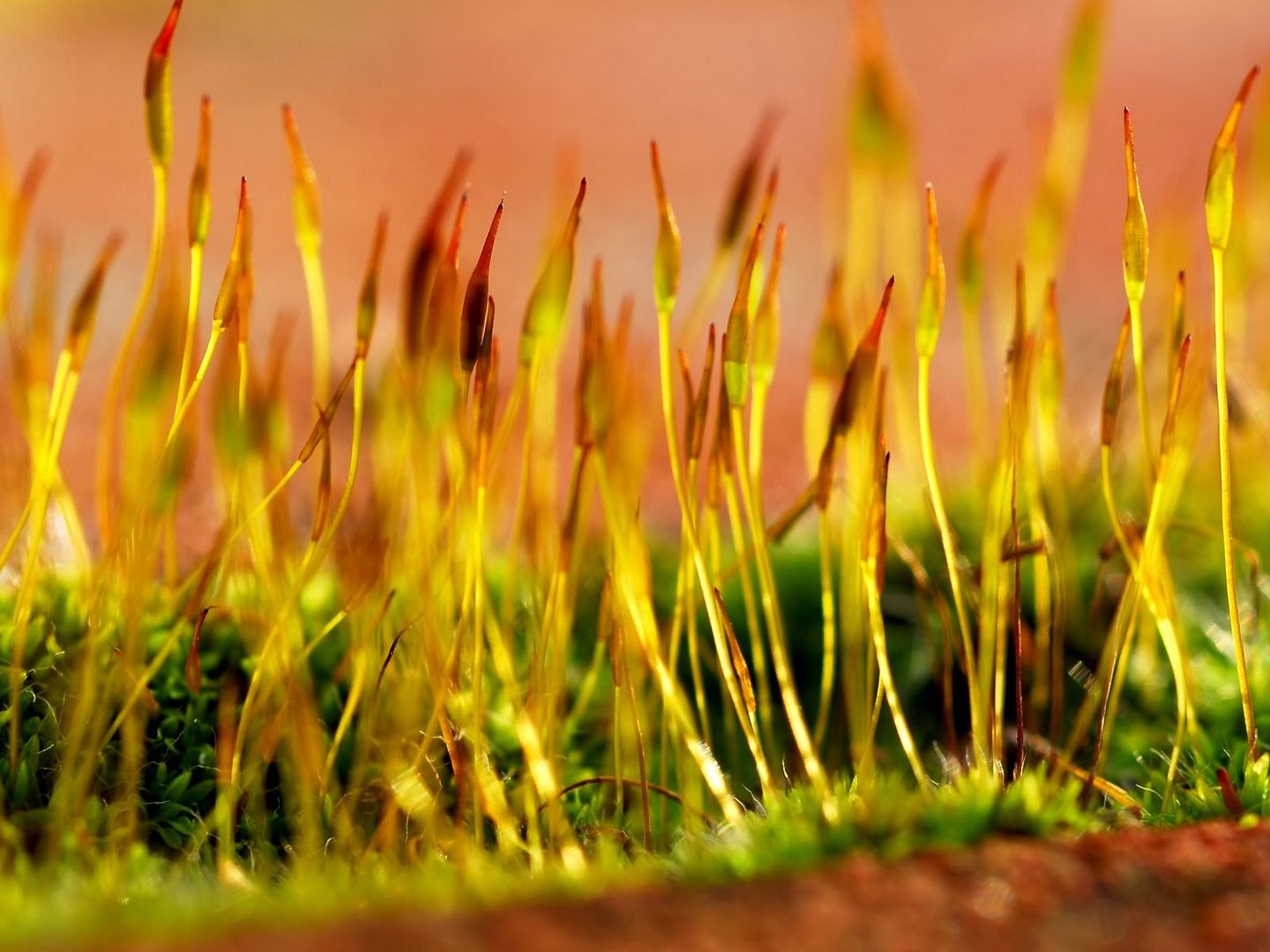 hdwallpapers37.jpg