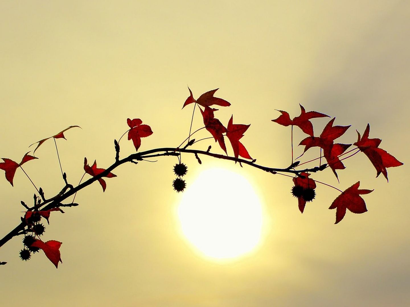 hdwallpapers38.jpg