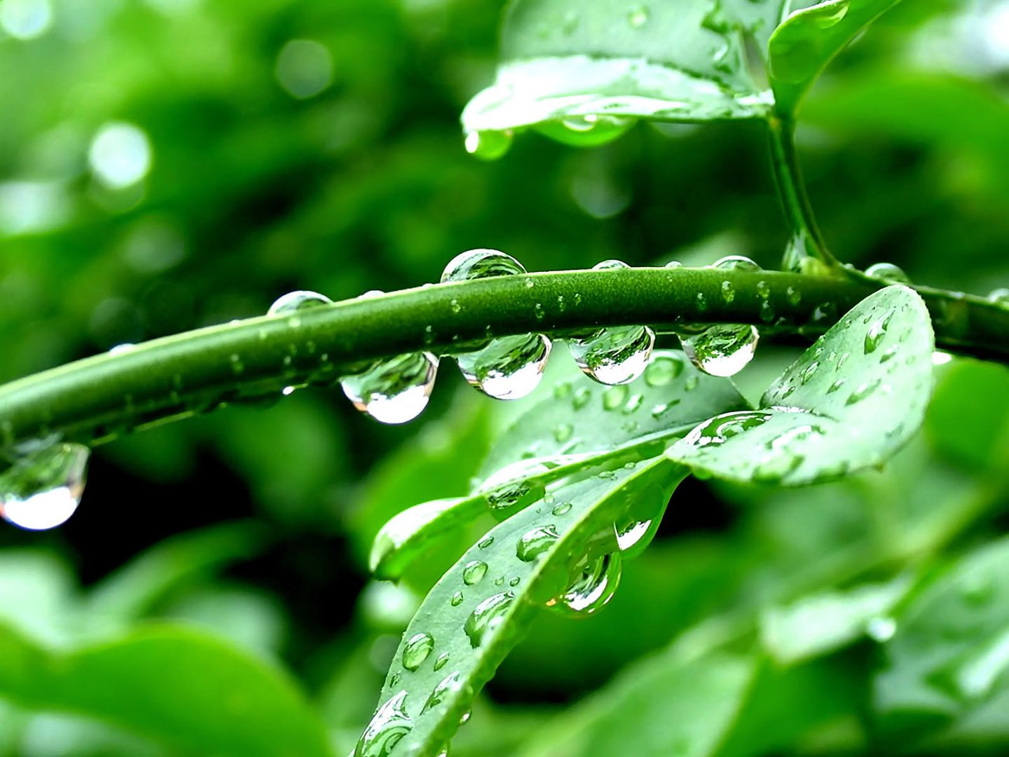 hdwallpapers47.jpg