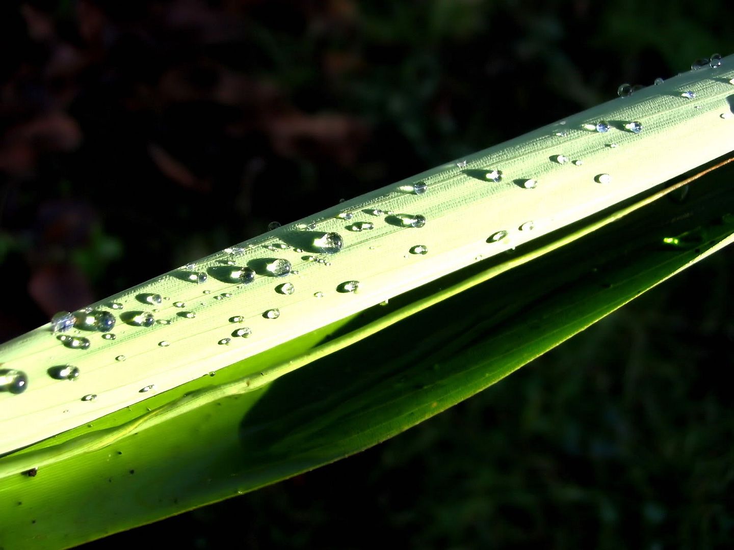 hdwallpapers49.jpg