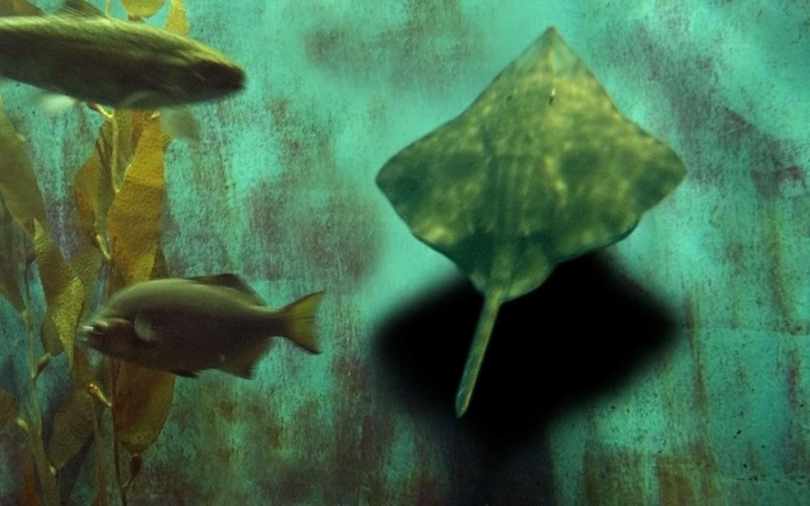 wallp_2560x1600_52.jpg