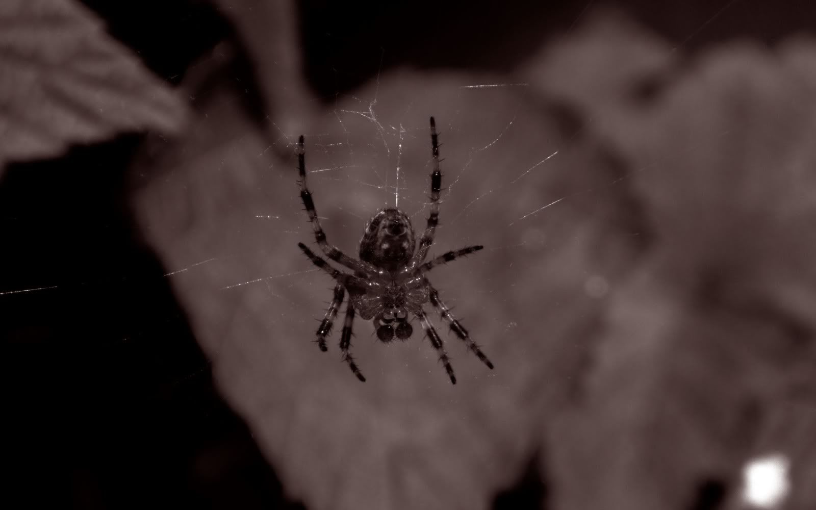 wallp_2560x1600_64.jpg