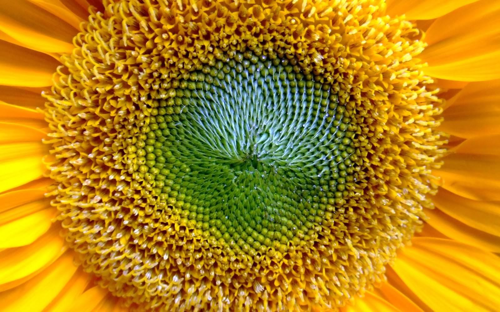wallp_2560x1600_69.jpg
