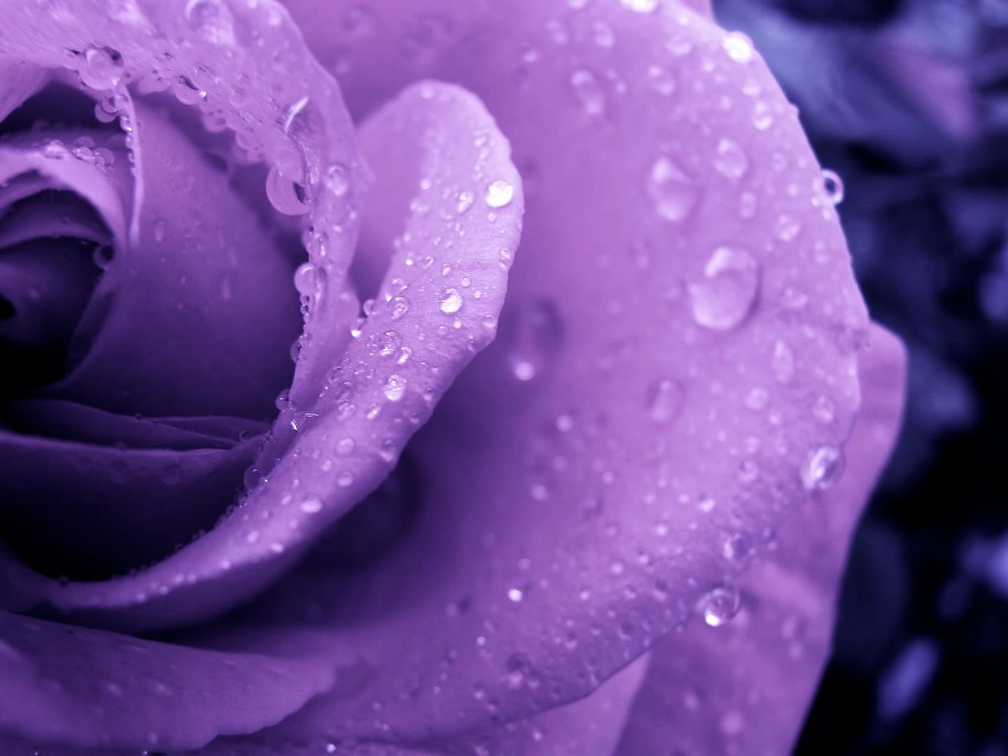 wallpaper65.jpg